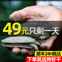 Zhoushan fresh sea clam 500g Ningbo seafood aquatic shellfish clams sacred bamboo clam