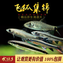 Flying fox tool fish collection black line first line panda monkey gold line flying fox grass tank powerful algae removal tool live body