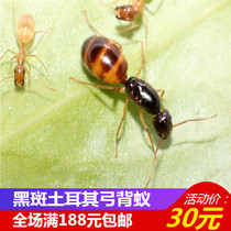 Little Mo Ant house Dark-spotted Turkish bow-backed ant Ant domestic animal dormitory Small pet living body