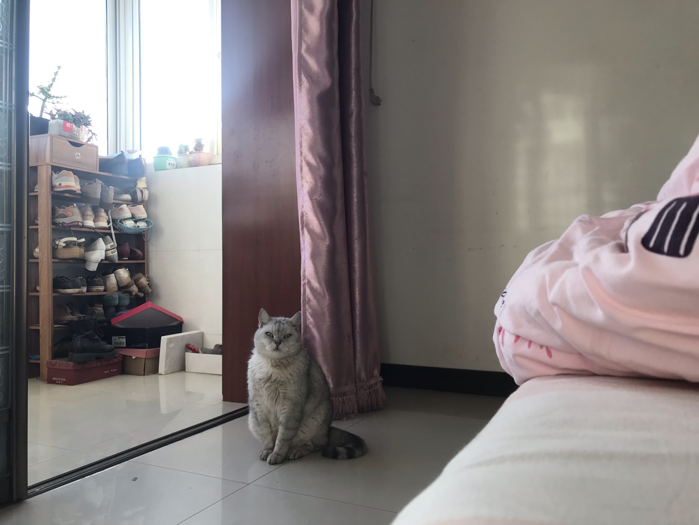 质量反馈凯锐思猫主粮使用感受如何呢?评价揭密吐槽