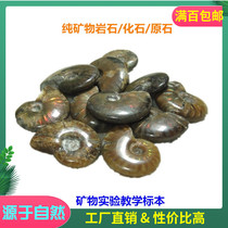  Recommended fidelity natural polishing belt color spotted color snail Fossil ammonite transport snail Colorful spotted color snail single price