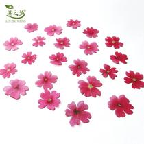 Beauties Cherry Specimens Dry Flower Appliquee makeup Flower Painting Drip Glue Hand Shell Children Handmade Christmas Cards Bookmark Material