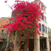 Triangle plum saplings potted balcony climbing flowers bloom very fragrant double-petal triangle plum seedlings shipped with leaves