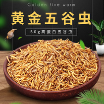 Maggot dried grain worm Bird food Maggot dried starling bulbul thrush bird feed bird snack 50 grams of dried maggot