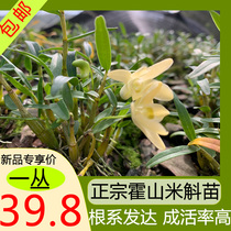 Authentic Huoshan Dendrobium seedling tin seedling edible base straight hair technical guidance