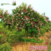Colorful tapes flower tree colorful champagne tree seedlings green cold and heat resistant and good flower red princes championship