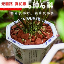 Orchid stone grain breathable species Dendrobium special matrix soil Chishui Danxia stone gravel gold hairpin seedlings potted