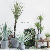 Simulation Plant Forest Oxygen Series Tequila Pinewood Foyer Green Planting Fake Tree Lobby Shop Landscape Building Decoration Matching