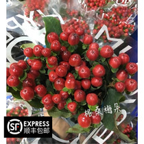 Fresh cut flowers Acacia beans Vietnamese red beans Office living room Dounan flowers direct batch flowers Balcony cut flowers without roots