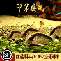 Indian Fish South American Native Rat Fish Smoke Ring Fish Gold Thread Leopard Gold small tropical ornamental fish living