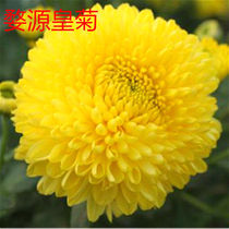 Golden Silk Imperial Chrysanthemum edible chrysanthemum seedlings office indoor Wuyuan Emperor chrysanthemum seedlings green plant potted plants flowers can make tea