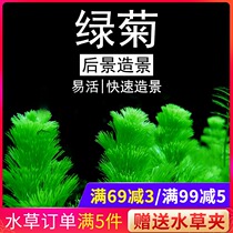 Fish tank landscaping true water plant Green chrysanthemum red chrysanthemum Aquarium decorated with stems living plants in the rear view water plant