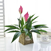 Simulation green plant white palm flower Nordic ins wind home desktop swing piece one sails smooth potted turtle back fake flower plastic