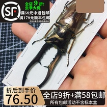 Beauty He Liver fine body Shovel Type Insect CMF Insect Handicraft Materials Collection of Shovel Beetle Art Insects