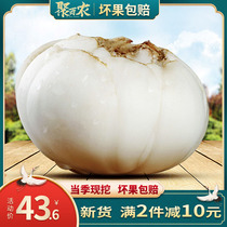 Help Lanzhou two-head Lily fresh sweet White Lily boutique Gansu specialty non-dry goods super edible 500g