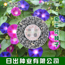 Morning glory seeds trumpet flowers outdoor climbing vines climbing wall flowers mixed color flowering constantly potted four seasons sown seeds seeds