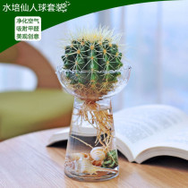 Creative Indoor Cactus Hydroponic Glass Vase Transparent Water Cultured Fleshy Hyacinth Flower Pot Radiation-proof Plant