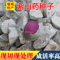 Purple Yam seed seed purple big potato seedling purple Huaishan seed foot plate potato seed seedling purple yam 3kg
