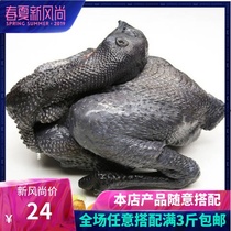  Black chicken black bone chicken farm free-range frozen fresh maternal patient nourishing chicken 24 yuan only