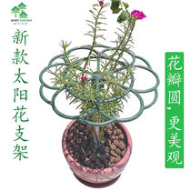 Sun Flowers Shelf Stick Candy Bracket Flowers Shelf Crab Claw Lan Grafted Leaf Fairy Green Lori Single Multilayer Support Climbing Vine Styling