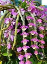 Spring Dendrobium flower fragrance easy to raise flowers green plant potted ornamental Dendrobium flower garden