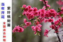 Balcony Potted Purple Leafed Peach Blossom Red Leafed Bepeach Peach Peach Blossom Patio Flowers of flowering Tree Peach Blossom Color
