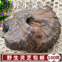 Northeast specialty new goods Changbai Mountain under the forest wild Ganoderma lucidum wine soup 100 grams