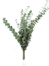 Eucalyptus leaf flowers with flowers with grass family subscription dried flowers a tie wedding wedding flower accessories