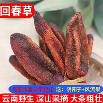 Back Spring Grass Yunnan Wild Big Whole Strips of No Old Grass Grass Tops the Grass Cistanche hard Stiffness Grass Male nourishing Brew Medicinal Herbs