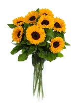 Sunflower Flowers Shanghai City Express Sunflower Home Office Flower Wedding Wedding