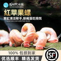 Red Apple Snail Water Grass Cylinder Removing Algae Clean Large Bottle Golden Treasure Snail Ornamental Living Pet Small Snail Freshwater Propagation Snail