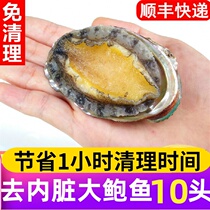 Fresh Abalone Frozen 10 large abalone extra large fresh seafood aquatic products Buddha jump wall raw materials commercial wholesale