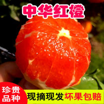 (Premium Blood Orange) Chinese red orange Fruit orange Fresh seasonal navel orange Now picked red meat Red heart Snow orange Sweet orange