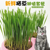 Cat Grass Seed Nutrient Soil Cultivation Hydroponic Suit Removal Hair Ballads Cameo Cat Mint Cat Snacks Kitty Supplies