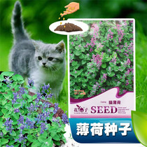 Catnip seeds 50*3 packs of catnip potted catnip seeds (non-wheat catnip seeds)