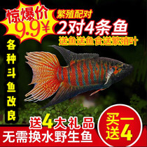 Chinese fighting fish live wild cold water watching live giant fish