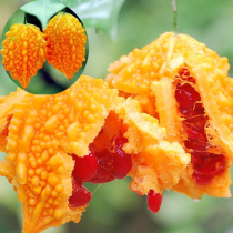 Oose melon seeds potted Lai Rong grape Golden Bell small Roar melon seed bitter gourd vegetable seed bitter gourd spring Four Seasons seedling seedlings