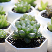 Jade dew succulents combination potted plant Meat Tuk Tuk office green plant meat plant twelve rolls Super cute succulents