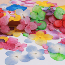 Mini small hydrangea dried flower specimen embossed mobile phone case stickers face petal makeup Nail art time gem piece epoxy material