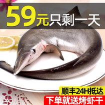 Zhoushan fresh small shark Ningbo deep sea fishing fish non-white shark meat fresh live frozen seafood whole fish
