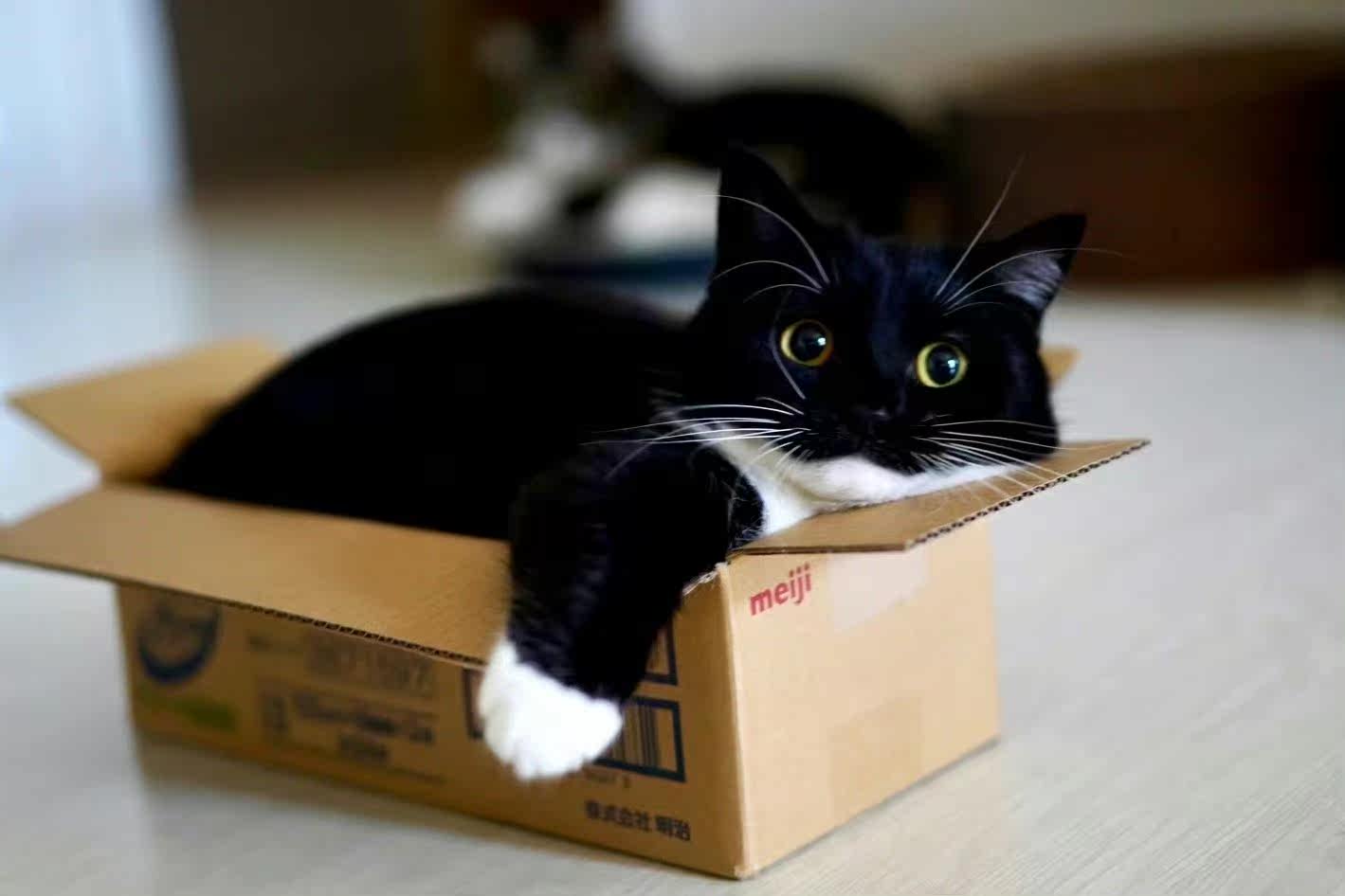 综合吐槽姿美堂酵素的副与危害性猫砂优缺点如何?看一看?少上当