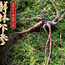 Fresh forests Next to fresh Tohoku Special production Changbai Mountain ginseng wild mountain ginseng 20 + 18 gr more whole branches