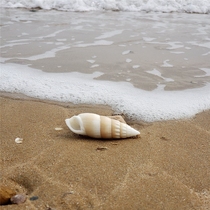 Natural off-white snail super conch shell home ornament fish tank landscaping Mediterranean shell decorative specimen conch