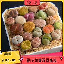 Equal power flowers with pots one thing one shot rich varieties whole pots ass stone raw flowers platter platter balcony succulent