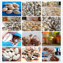 A quality punched sliced gold edge snail coin PayPal conch shell DIY micro landscape accessories clothing accessories materials