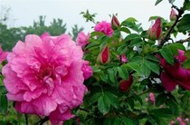 Edible Rose Seedlings Potted Damascus Rose Miao Pyeongyin Rose Fry can be made of rose tea