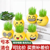 Mini Plant Small Potted Expression Grass Head Doll Radiation Protection Green Plant Microscape Office Desktop Swing Piece Gift