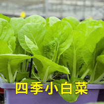 Chinese cabbage seed seeds chicken feather vegetables green vegetables Shanghai Green Farmhouse rape balcony four seasons potted vegetable *