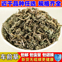 Selection of wild Chinese medicinal materials plantain wheel dried vegetables che qian cao cha 500 grams