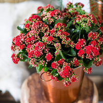 Heavy petal Longevity flower indoor flower seedling balcony desktop evergreen plant Four Seasons flowering New year flower flower delivery